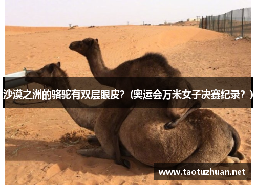 沙漠之洲的骆驼有双层眼皮？(奥运会万米女子决赛纪录？)
